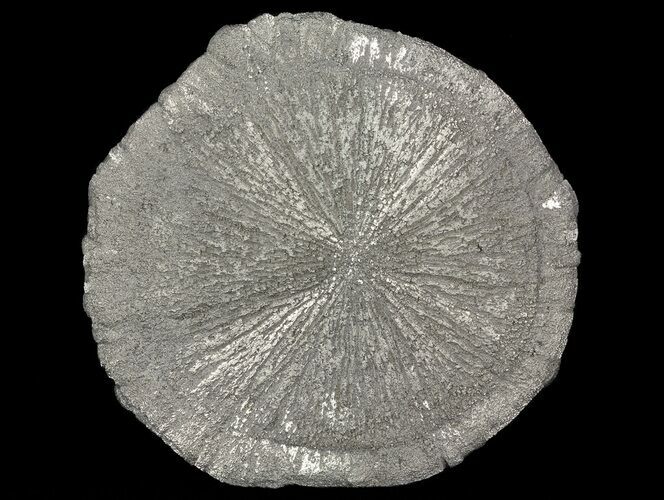 Large, Pyrite Sun - Sparta, Illinois #65552